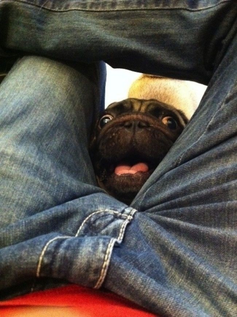 Perros hilarantes están conmocionados por lo que está sucediendo.