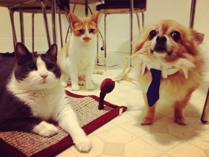 Perros hilarantes están conmocionados por lo que está sucediendo.