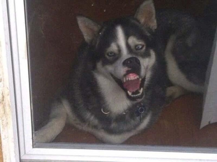 Perros que simplemente no pueden...