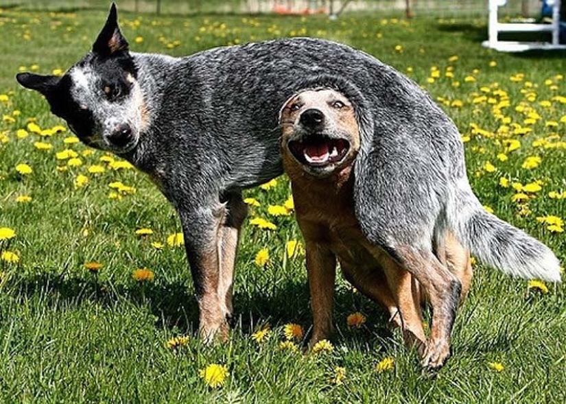 Perros que simplemente no pueden...