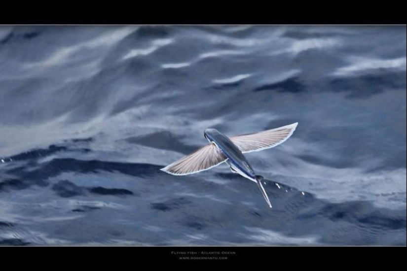 Pez volador Exocoetidae Pez volador Exocoetidae