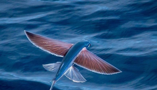 Pez volador Exocoetidae