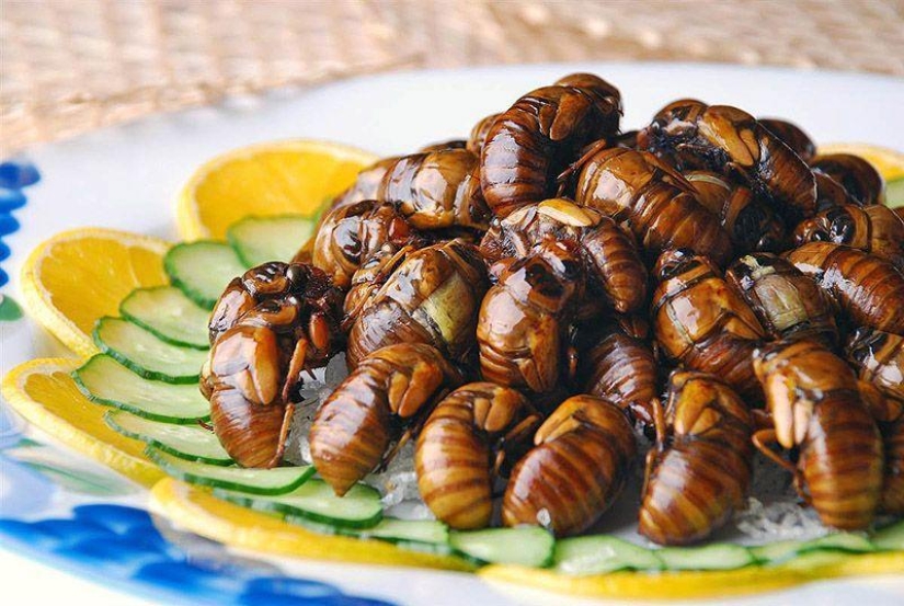 Photo guide to edible insects Photo guide to edible insects