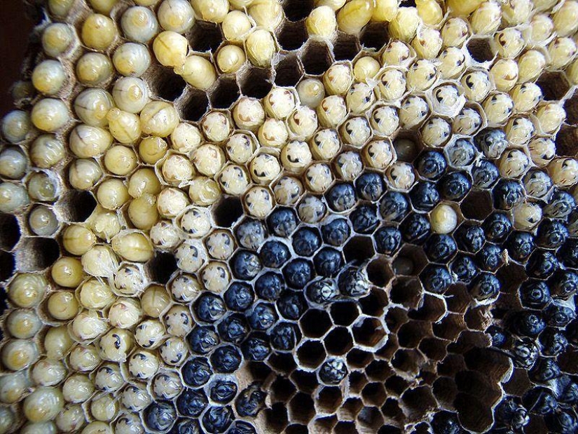 Photo guide to edible insects Photo guide to edible insects