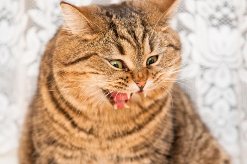Photographer and his cats Photographer and his cats