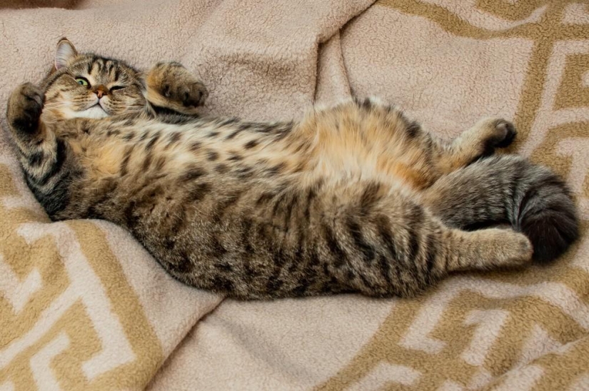 Photographer and his cats Photographer and his cats