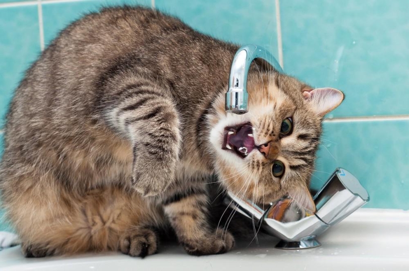 Photographer and his cats Photographer and his cats