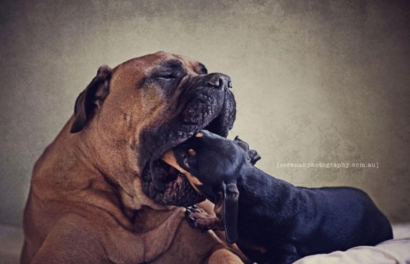 Photographer Serena Hodson and her four-legged friends