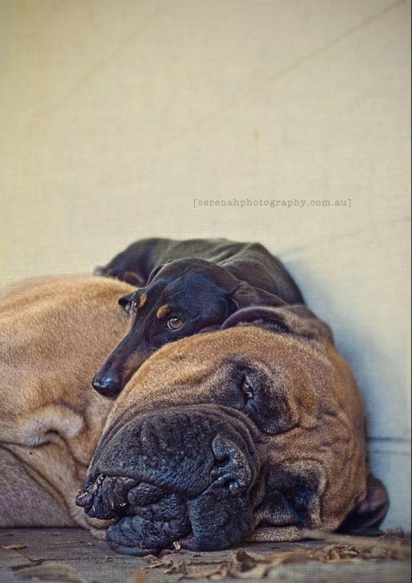 Photographer Serena Hodson and her four-legged friends