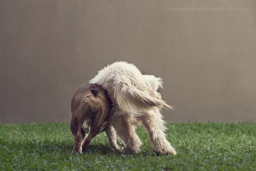 Photographer Serena Hodson and her four-legged friends