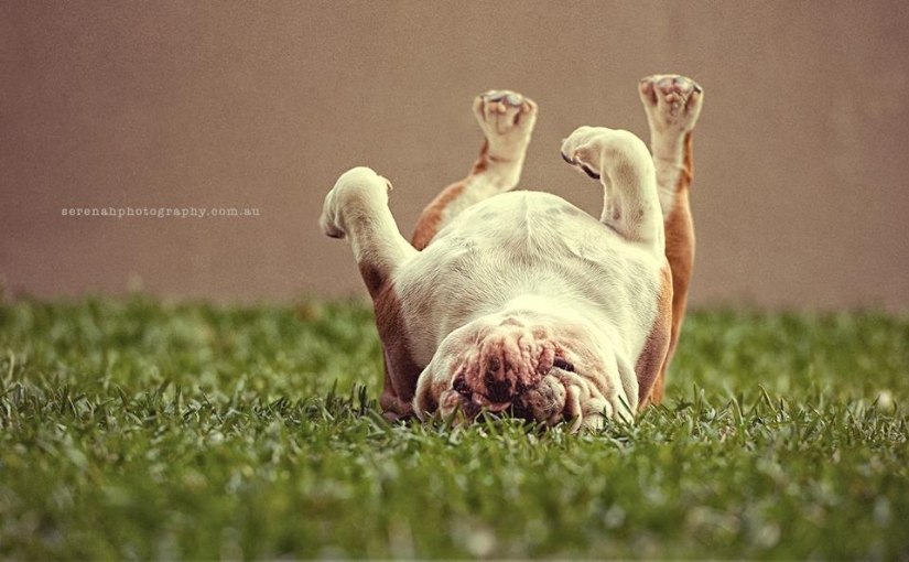 Photographer Serena Hodson and her four-legged friends