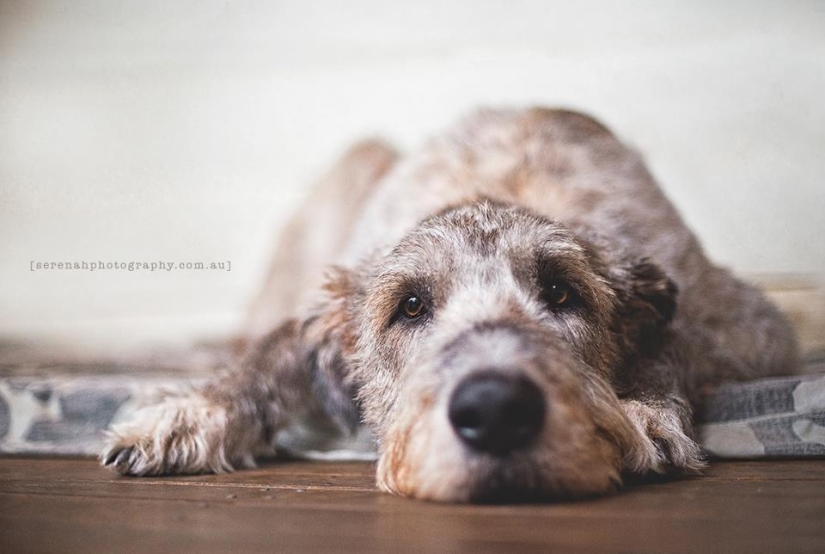 Photographer Serena Hodson and her four-legged friends