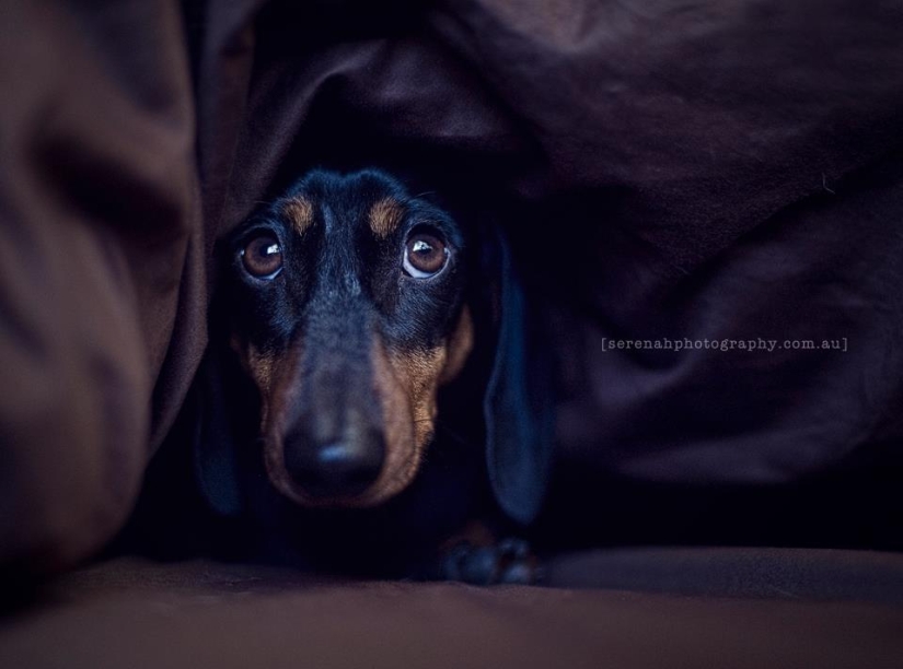 Photographer Serena Hodson and her four-legged friends