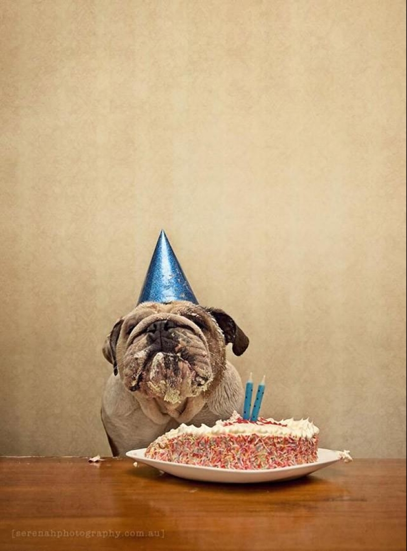 Photographer Serena Hodson and her four-legged friends