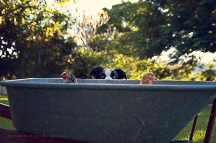 Photographer Serena Hodson and her four-legged friends