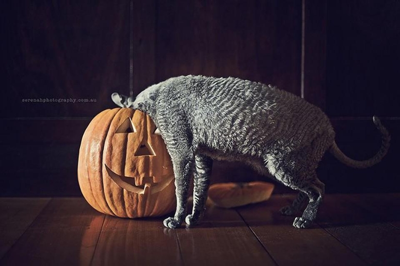 Photographer Serena Hodson and her four-legged friends