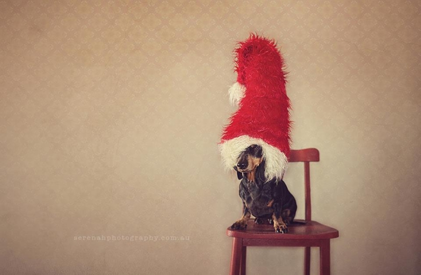 Photographer Serena Hodson and her four-legged friends