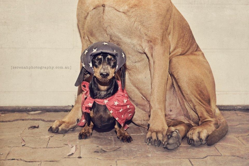 Photographer Serena Hodson and her four-legged friends