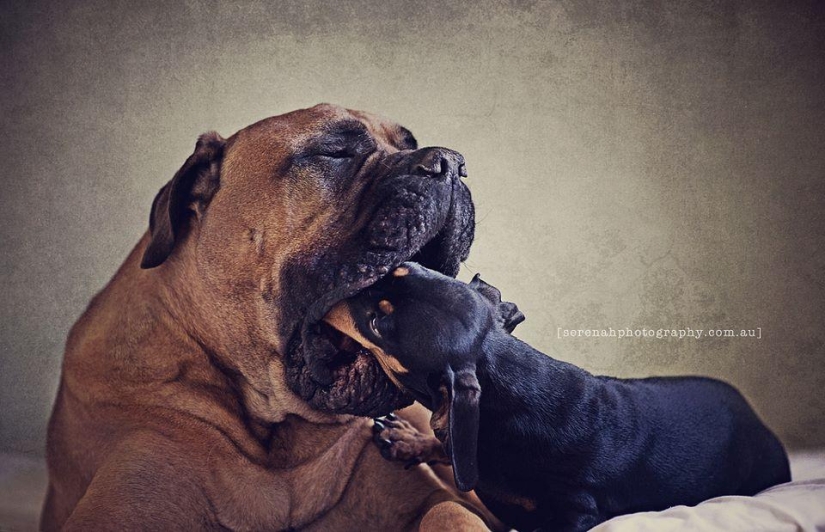 Photographer Serena Hodson and her four-legged friends