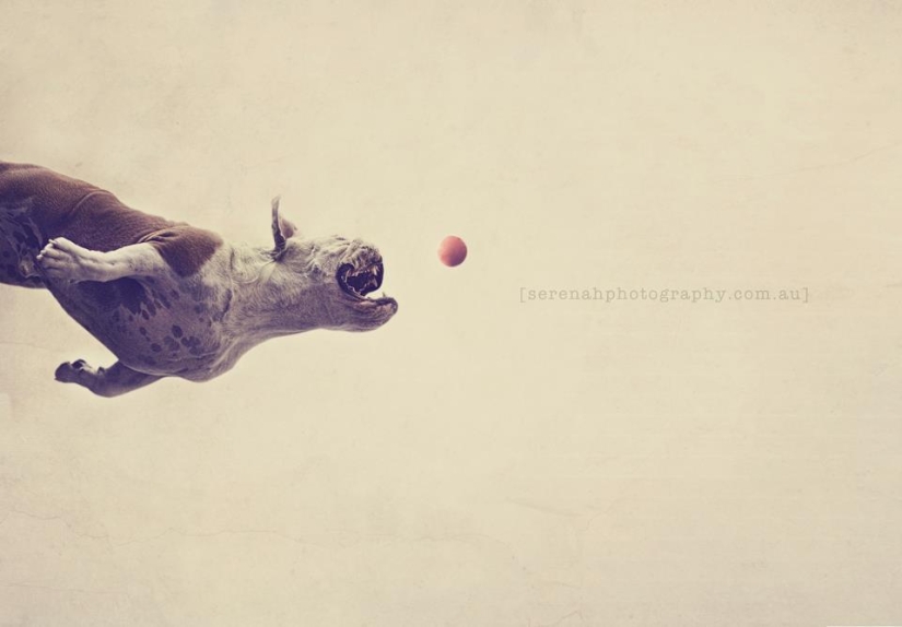 Photographer Serena Hodson and her four-legged friends