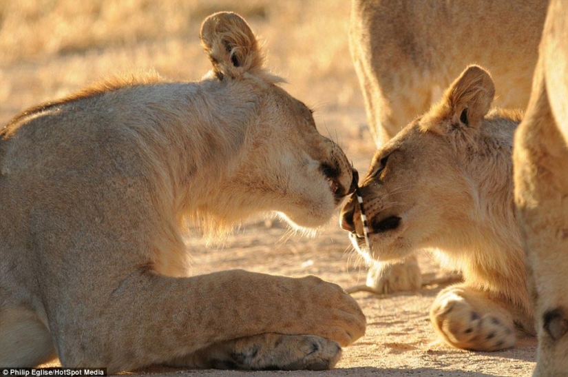 Piercing a Lion's Nose, or Don't Attack a Porcupine If You Don't Want Your Nose Pierced