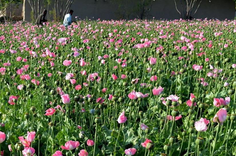 Pink dope: how the opium poppy is harvested in Afghanistan Pink dope: how the opium poppy is harvested in Afghanistan