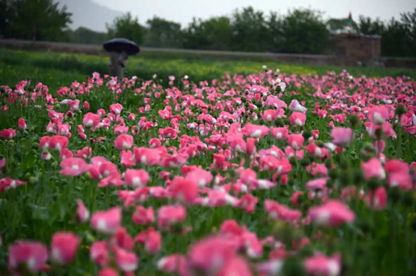 Pink dope: how the opium poppy is harvested in Afghanistan Pink dope: how the opium poppy is harvested in Afghanistan