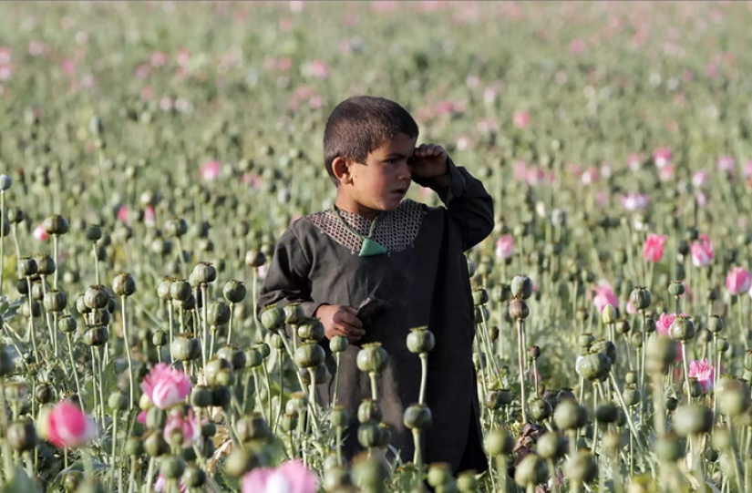 Pink dope: how the opium poppy is harvested in Afghanistan Pink dope: how the opium poppy is harvested in Afghanistan