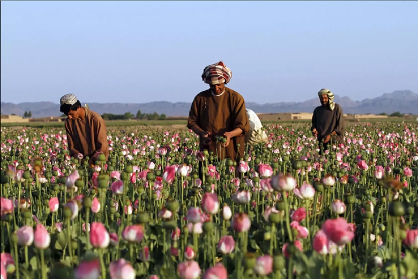 Pink dope: how the opium poppy is harvested in Afghanistan Pink dope: how the opium poppy is harvested in Afghanistan