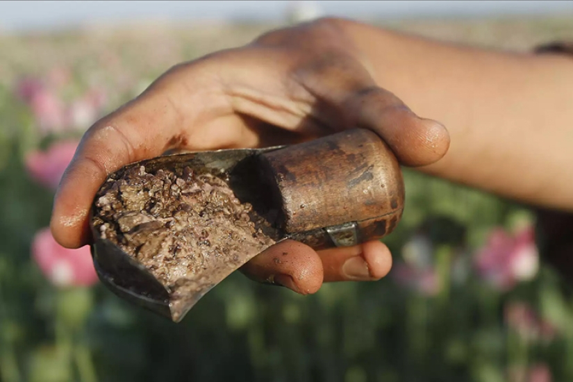 Pink dope: how the opium poppy is harvested in Afghanistan Pink dope: how the opium poppy is harvested in Afghanistan