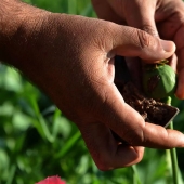 Pink dope: how the opium poppy is harvested in Afghanistan