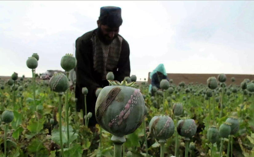 Pink dope: how the opium poppy is harvested in Afghanistan Pink dope: how the opium poppy is harvested in Afghanistan