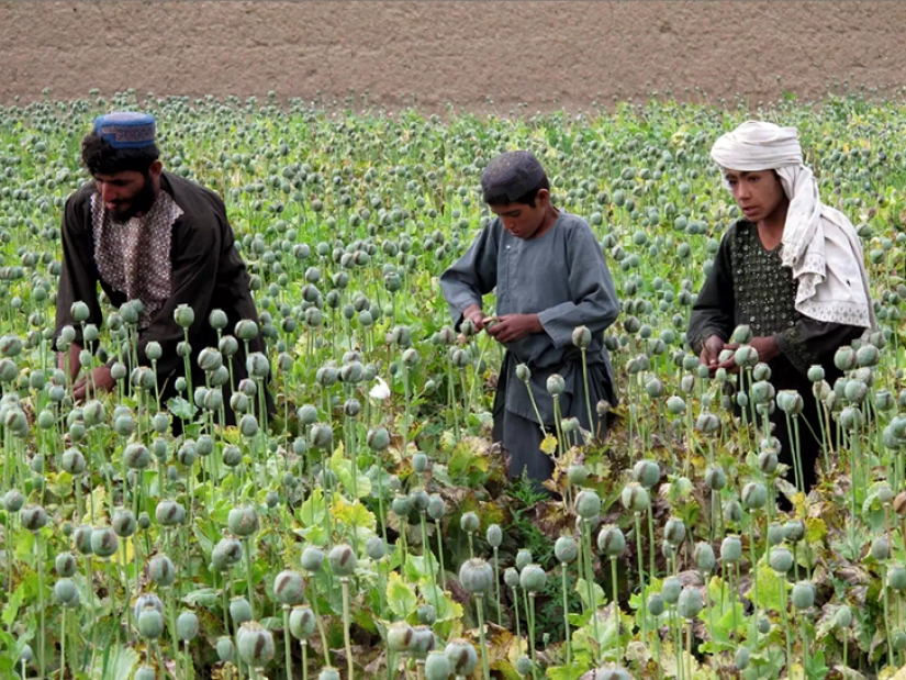 Pink dope: how the opium poppy is harvested in Afghanistan Pink dope: how the opium poppy is harvested in Afghanistan