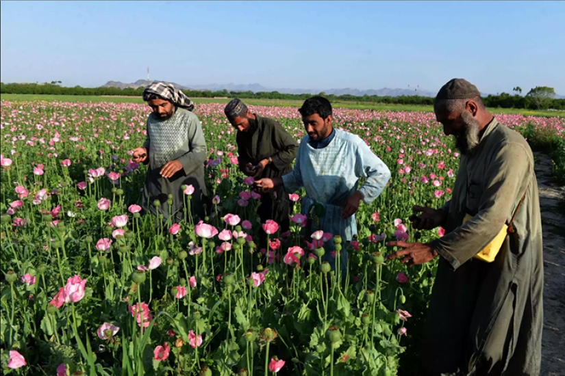 Pink dope: how the opium poppy is harvested in Afghanistan Pink dope: how the opium poppy is harvested in Afghanistan