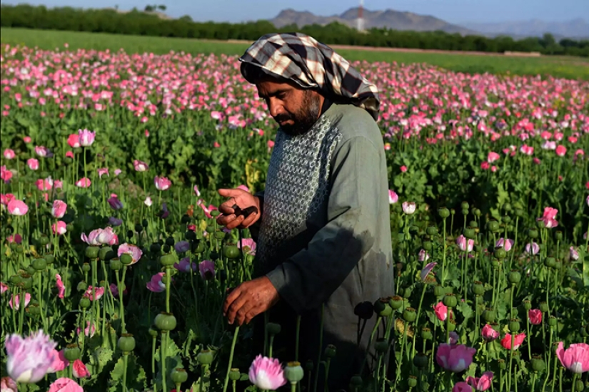 Pink dope: how the opium poppy is harvested in Afghanistan Pink dope: how the opium poppy is harvested in Afghanistan