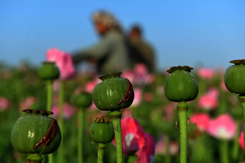 Pink dope: how the opium poppy is harvested in Afghanistan Pink dope: how the opium poppy is harvested in Afghanistan