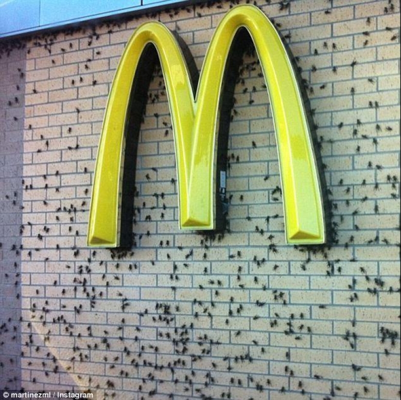 Plaga bíblica: insectos caníbales atacaron los Estados Plaga bíblica: insectos caníbales atacaron los Estados