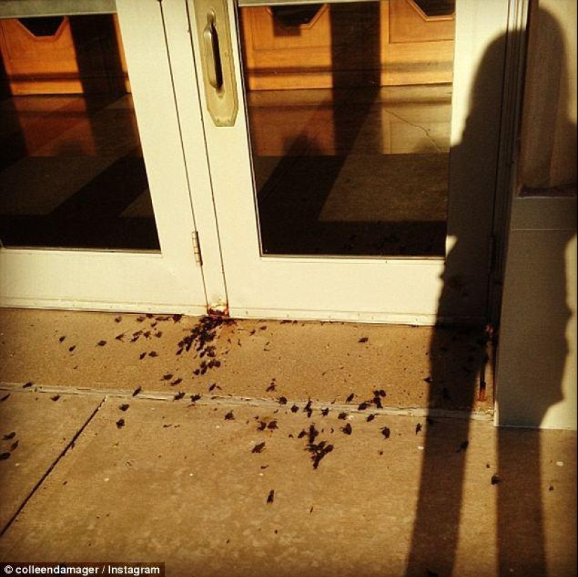 Plaga bíblica: insectos caníbales atacaron los Estados Plaga bíblica: insectos caníbales atacaron los Estados