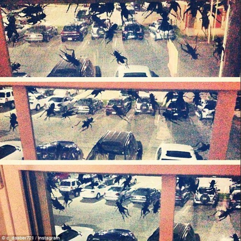 Plaga bíblica: insectos caníbales atacaron los Estados Plaga bíblica: insectos caníbales atacaron los Estados