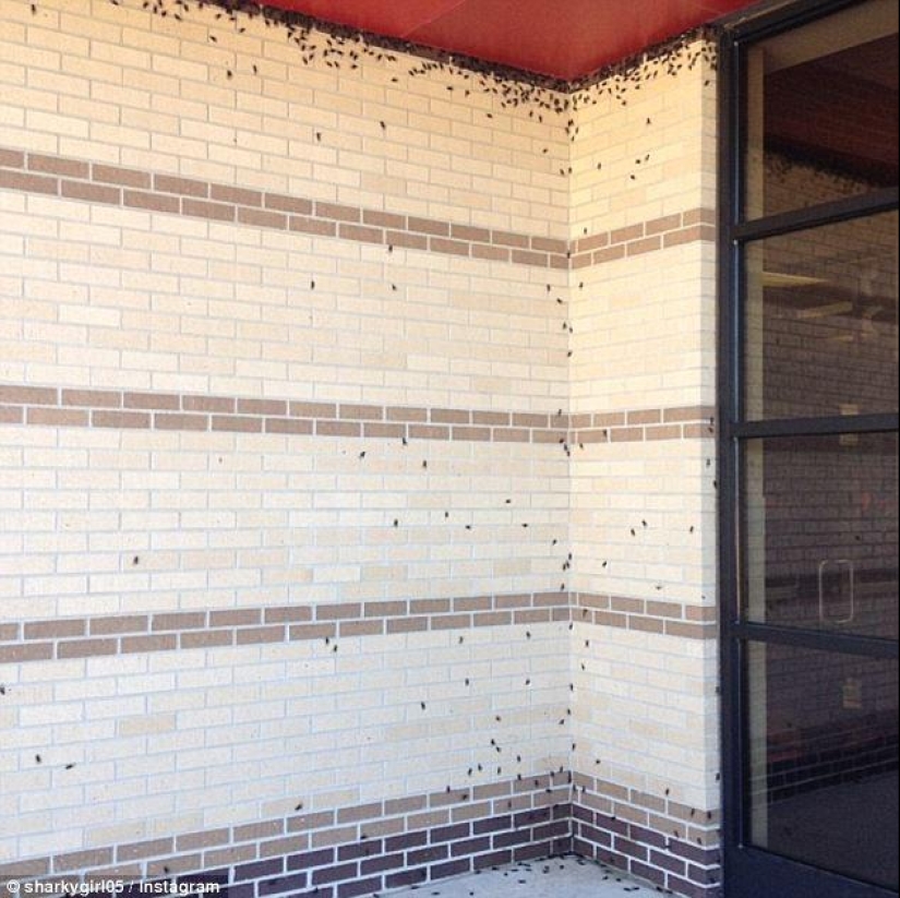 Plaga bíblica: insectos caníbales atacaron los Estados Plaga bíblica: insectos caníbales atacaron los Estados