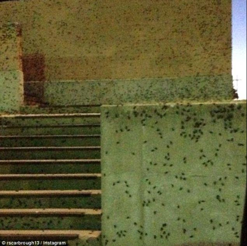 Plaga bíblica: insectos caníbales atacaron los Estados Plaga bíblica: insectos caníbales atacaron los Estados