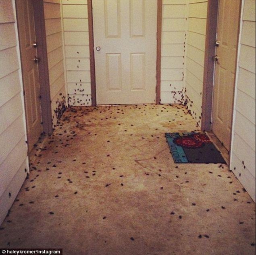 Plaga bíblica: insectos caníbales atacaron los Estados Plaga bíblica: insectos caníbales atacaron los Estados