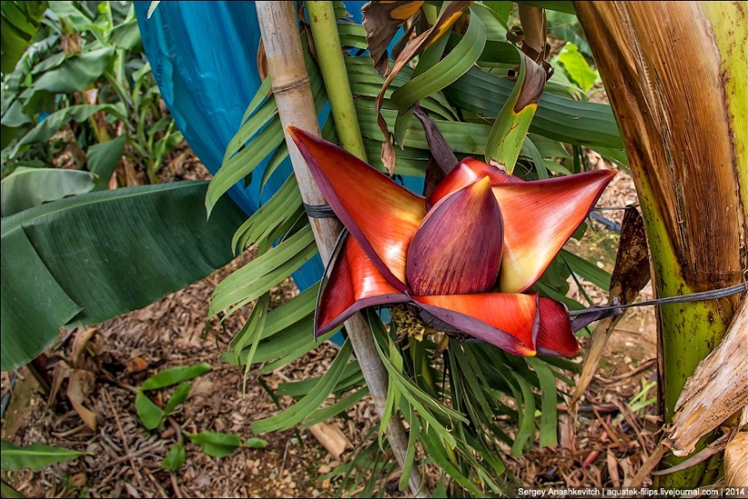 Plantación de plátanos en China