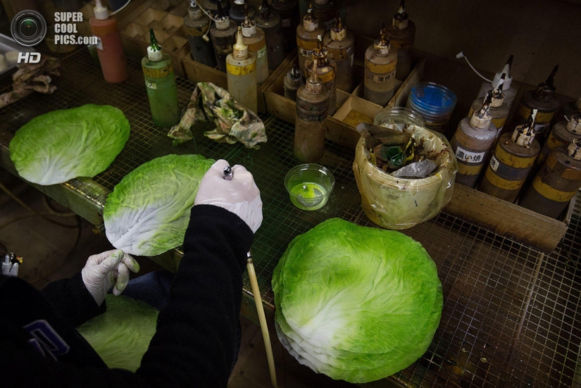 Platos de vinilo: Incomestibles, pero hermosos