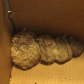 Pokemon Hunters saved 27 abandoned rodents from death