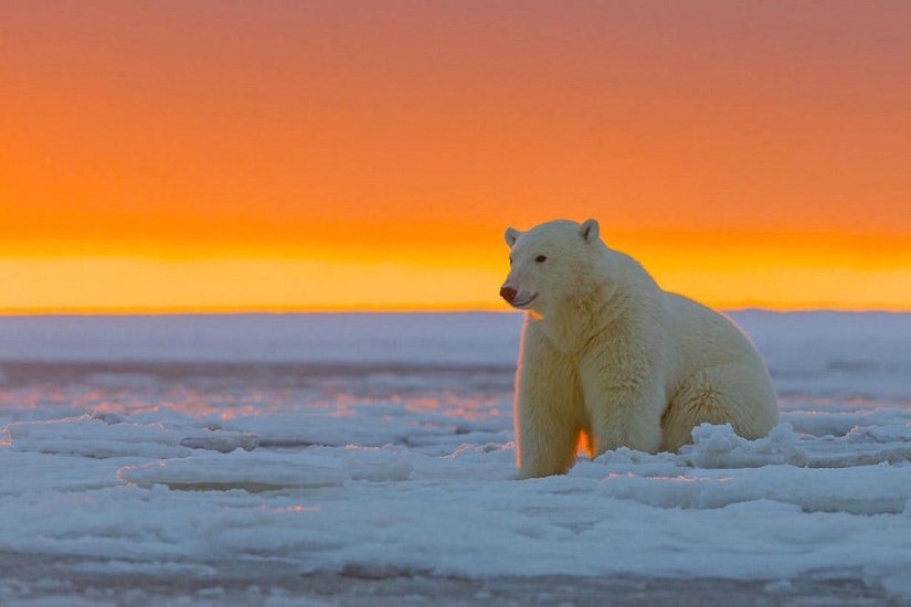 Polar bears and a magnificent sunset in Alaska