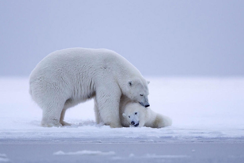 Polar bears and a magnificent sunset in Alaska