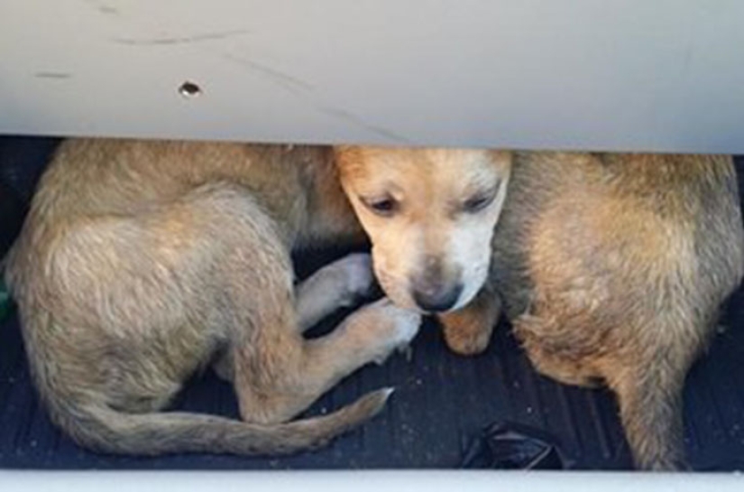 Policía de Carolina del Sur rescata a un gatito y lo acepta como socio