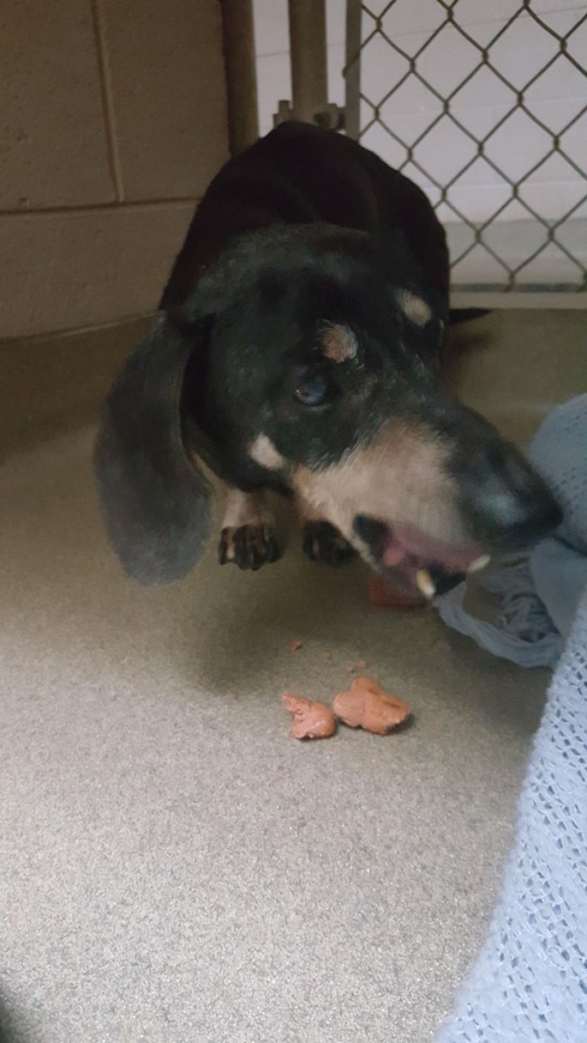 Policía de Carolina del Sur rescata a un gatito y lo acepta como socio