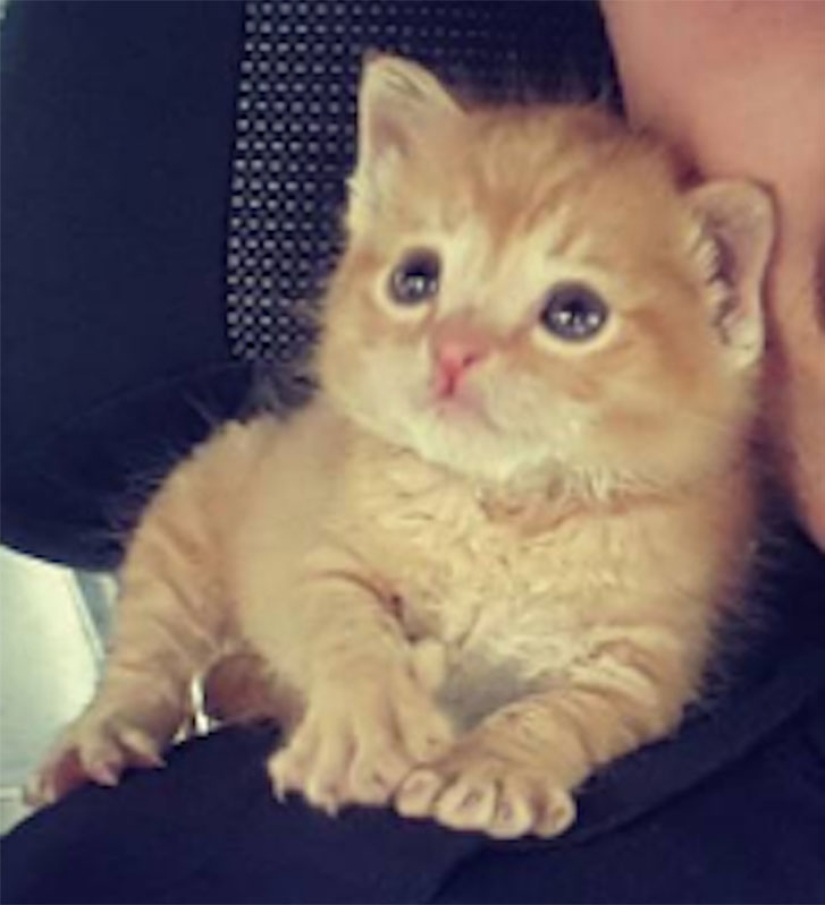 Policía de Carolina del Sur rescata a un gatito y lo acepta como socio